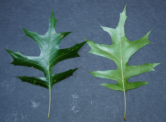 {Quercus palustris}
